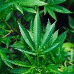 Where to Find Marijuana or Weed in Rhodes, Greece (2024 – 2025)