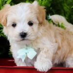 Maltipoo Ontario: Where to Find Trusted Breeders and Adoption Options