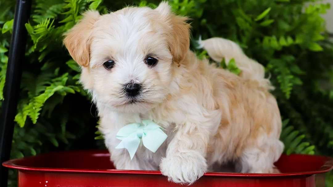 Maltipoo Ontario: Where to Find Trusted Breeders and Adoption Options