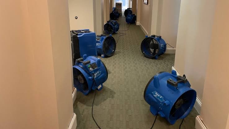 How a Water Damage Cleanup Service Helps Prevent Mold Growth